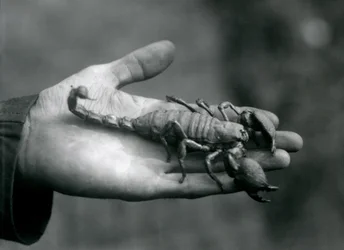 En kejserskorpion holdt i håndfladen af en målmands hånd, London Zoo, oktober 1925