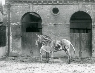 En truet Grevys Imperial Zebra, der står og fodrer sit føl på deres fold i London Zoo i 1927
