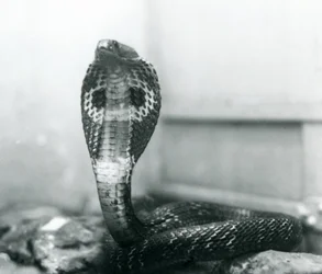 En indisk brilleformet AsianBinocellate Cobra med hævet hoved og udstrakt hætte, London Zoo, oktober 1925