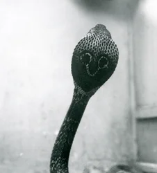 En indisk-spekttakulær asiatisk-binocellat kobra med løftet hoved og udspilet hætte, London Zoo, oktober 1925