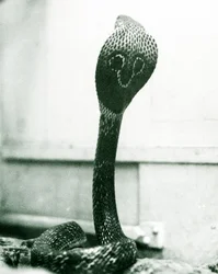 En indisk-spekttakulær asiatisk-binocellat kobra med løftet hoved og udspilet hætte, London Zoo, oktober 1925