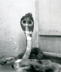 En indisk brilleformet AsianBinocellate Cobra med hævet hoved og udstrakt hætte, London Zoo, oktober 1925