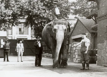 En indisk elefant bliver vejet af brugere i London Zoo, august 1935