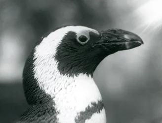 En voksen Black-footed Jackass African Penguin i London Zoo, september 1925