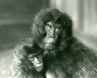En voksen og ung Gelada blødende hjerteabe i London Zoo i januar 1925
