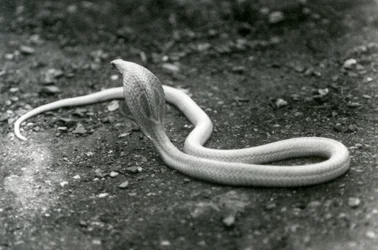 En albino indisk brilleformet AsianBinocellate Cobra med hovedet løftet og hætten spredt, London Zoo, september 1924