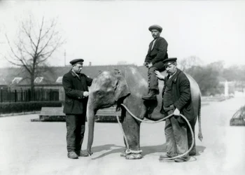 En baby indisk elefant med Keepers A. Church og H. Robertson i London Zoo, juni 1922
