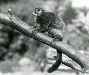 En truet Coquerels kæmpe muselemur/Coquerels dværglemur/sydlige kæmpe muselemur, hvilende på en gren i London Zoo, oktober 1929 (s/h foto)