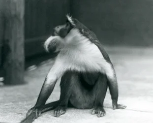 En truet rolowayabe, der sidder på jorden, ser opad og holder sin hale, London Zoo, 1927