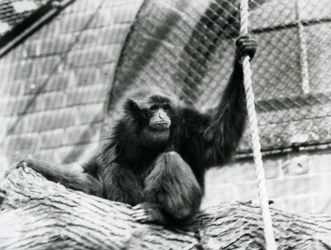 En truet Siamang-gibbon sidder på en træstamme og holder et reb, London Zoo, 1927