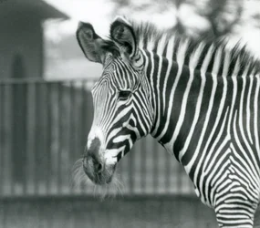 En kvinde/jenny truede Grevy