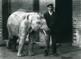 Baby asiatisk elefant med målmanden Charles Eyles, London Zoo, november 1915