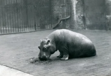 Flodhestebaby "Joan" spiser i London Zoo, september 1920