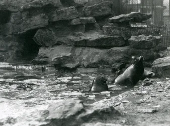 Californiske søløver med is på deres pool, London Zoo