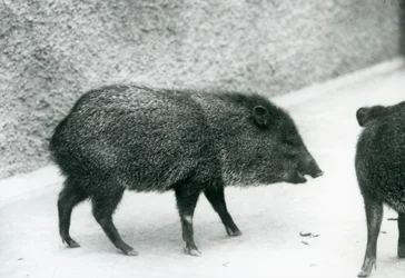 Collared Peccaries i London Zoo, 1927