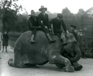 Cowboys og træner med hun indiske elefant Sundermalah under et besøg i London Zoo i 1924
