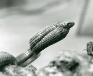 Æggespisende slange i London Zoo i 1930 (s/h-billede)