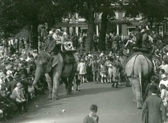 Elephant Rides, med to asiatiske elefanter set af skarer af tilskuere i London Zoo i august 1926 (s/h foto)