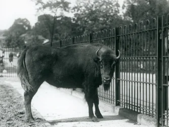 Europæisk bison Georgina ved barerne i hendes fold, London Zoo, 12. august 1926