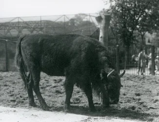 Europæisk bison Julia spiser græsset i sin fold, London Zoo, 12. august 1926