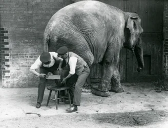 Den asiatiske kvindelige elefant Sundermalah får sine fødder trimmet af sine dyrepassere i London Zoo, august 1926