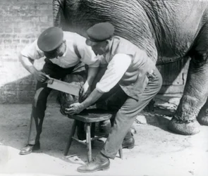 Den asiatiske kvindelige elefant Sundermalah får sine fødder trimmet af sine dyrepassere i London Zoo, august 1926