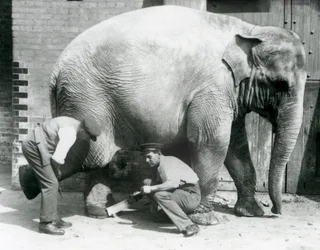 Den asiatiske kvindelige elefant Sundermalah får sine fødder trimmet af sine dyrepassere i London Zoo, august 1926