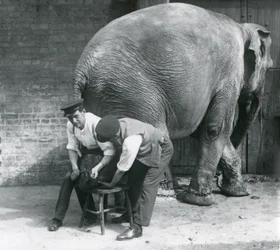 Kvindelig asiatisk elefant får sine fødder trimmet af sine dyrepassere i London Zoo, august 1926
