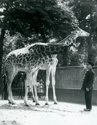 Kvindelige giraffer Maud og Maggie, med keeper Ernie Professor Bowman, London Zoo, juli 1924
