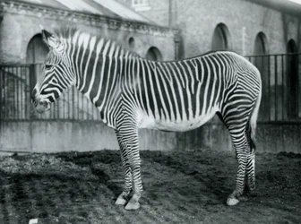 Kvinde Grevys Zebra, eller Imperial Zebra, Jennie står i sin fold i London Zoo, 1927