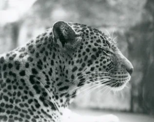 Hun leopard Daisy i London Zoo i august 1925