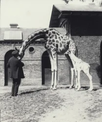 Giraf med 3 dage gammel baby og keeper i London Zoo, 1914