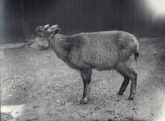 Himalaya Goral i London Zoo, 1914.
