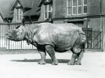 Indisk næsehorn Felix stående i sin fold i London Zoo, 1927