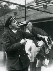 Keeper,T. Raggett fodrer en stor indisk næsehornsfugl med en frugt i munden. London Zoo 1924