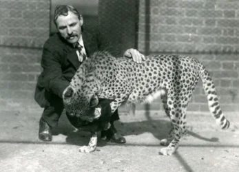 Keeper Charles Dixon med en legende gepard i London Zoo, oktober 1922