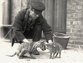 Keeper, H. Warwick, med en tigerunge og en peccary, taget i ZSL London Zoo, maj 1914