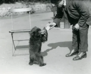 Keeper Harry Warwick fodrer en dovendyrbjørneunge i London Zoo, august 1921