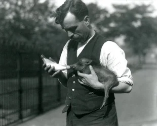 Keeper Harry Warwick fodrer en baby vortesvin i London Zoo i august 1922
