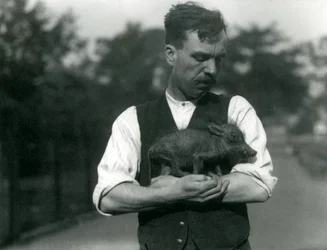 Keeper Harry Warwick vugger et vortesvin i sine arme i London Zoo, august 1922