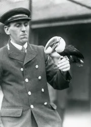 Vagtmester Thomas Raggett holder en rødnæbbet tukan med et æg i munden i London Zoo i 1924