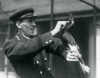 Keeper, Thomas Raggett, strøg en stor indisk næsehornsfugl under dens næb i London Zoo, 1924