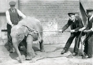 Keepers A. Church, Charles Eyles og H. Robertson forsøger at føre en baby asiatisk elefant på et reb, London Zoo, september 1919