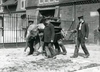 Keepers Jack Milbourne, H Robertson og Thomas træner en ung asiatisk elefant, London Zoo, maj 1922 (bw foto)