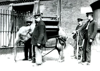 Keepers Jack Milbourne, H Robertson og Thomas træner en ung asiatisk elefant, London Zoo, maj 1922 (bw foto)