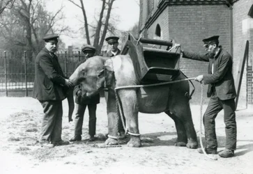 Keepers Jack Milbourne, H Robertson og Thomas træner en ung asiatisk elefant, London Zoo, maj 1922 (bw foto)