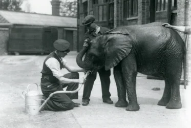 Dyrepassere hjælper den unge afrikanske elefanthane Kiberenge med at drikke fra en slange, der er fastgjort til en vandkande, London Zoo, juli 1924