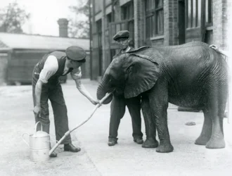 Vogtere hjælper unge mandlige afrikanske elefant Kiberenge med at drikke af en slange, der er blevet fastgjort til en vandkande, London Zoo, juli 1924