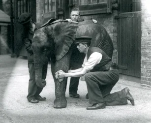 Holdere olierer huden på den unge mandlige afrikanske elefant Kiberenge, London Zoo, juli 1924