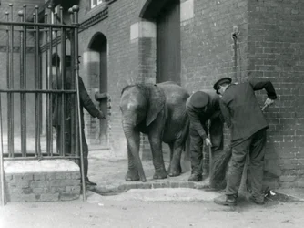 Vogtere med unge han afrikanske elefant Kiberenge, London Zoo, 1924